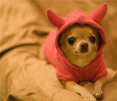 chihuahua!!!!!