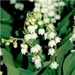 Forever Friends Flowers