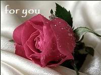 red Rose