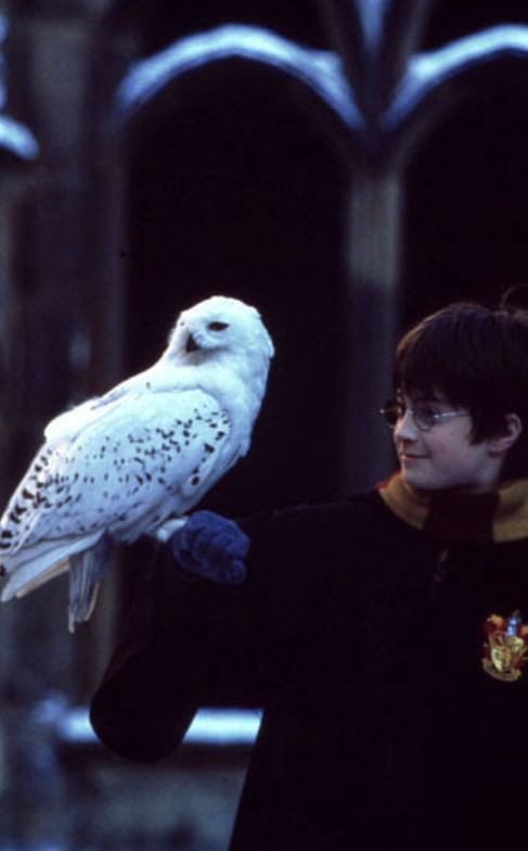 Zor Harry Potter  Testi