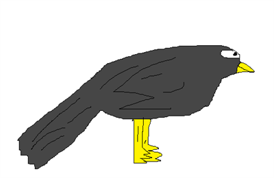 Pássaro negro