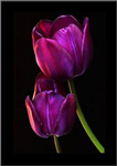 Champs De Tulipes
