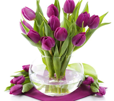 TULİPS