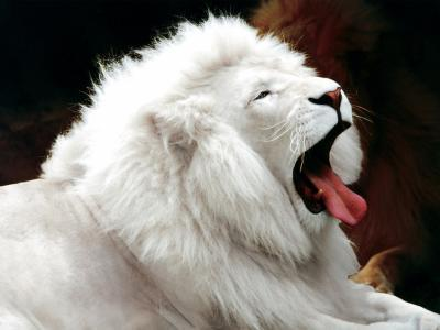 Lion O Hyene