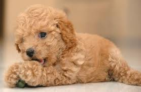 Standard Poodle