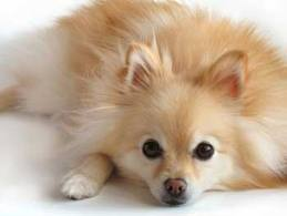 Pomeranian