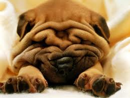 Shar Pei