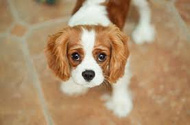 Charles Spaniel