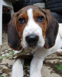 Walker Hound