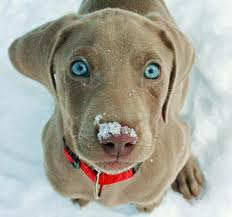 Weimaraner