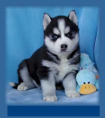 Husky