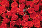 Folwers
