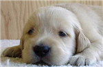 Adopt A Dog