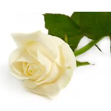 White rose