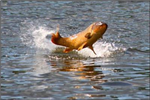 The Fish Sender