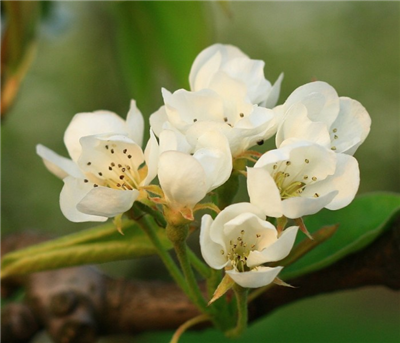 fleurscarreee