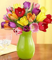 de tulipe 