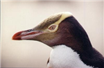 Penguins!!!!!!!!