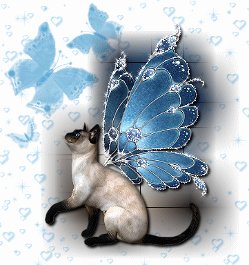 angel cat