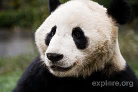 panda