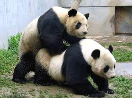 panda porn