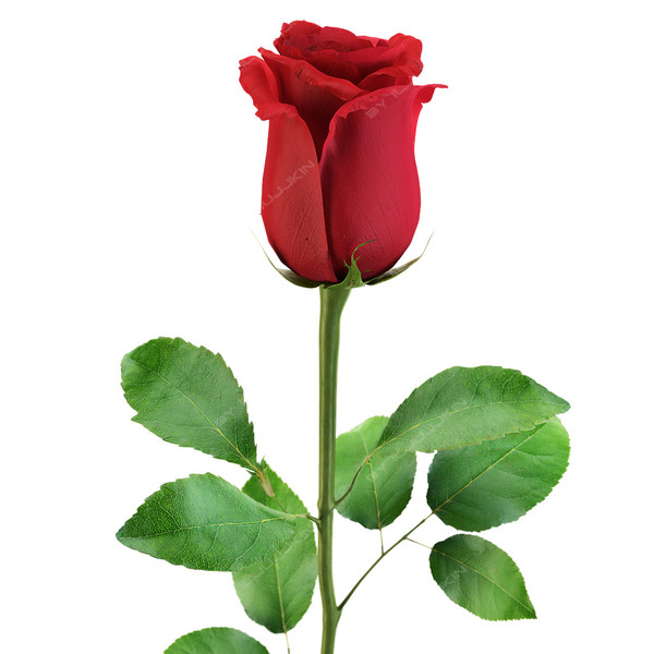 Red Rose