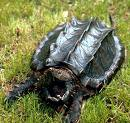 Send Your Freind Exotic Animals