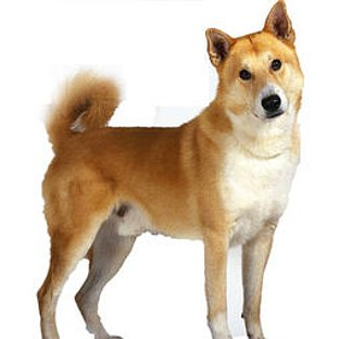 Hangi Köpeksin