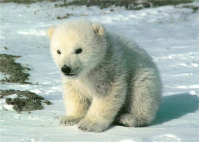 Cute Polar Bear