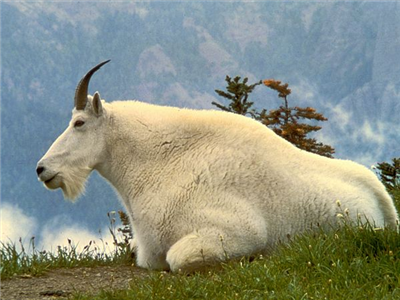 Mountain Goat