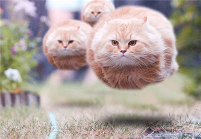 ca flying