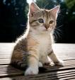 ッ Pet Gifts ッ