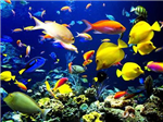 Happy Aquarium