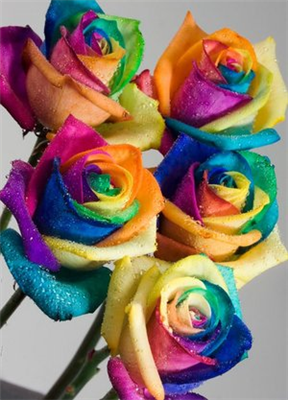 Multi coloured flowers