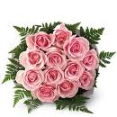 beautiful roses