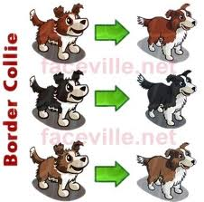 Köpek