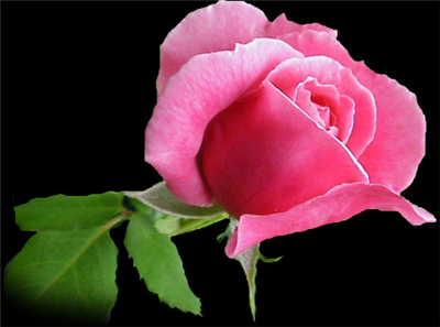 fllower