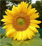 Fleur