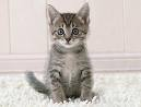 Kittens!