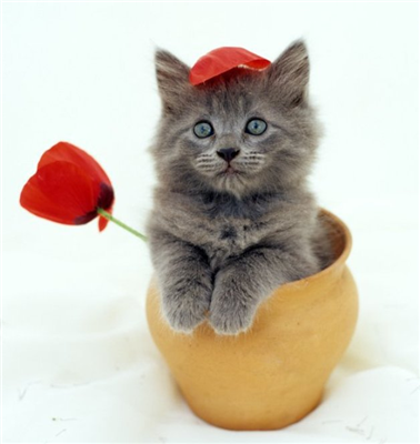 KEDİCİK