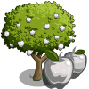 White Apple Tree