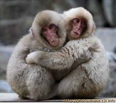 Do You Love Animals?