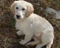 Hangi Köpek Size Daha Uygun