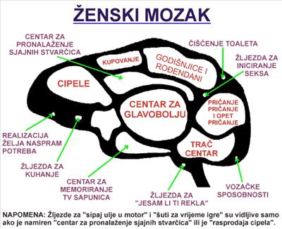 Kako Ti Radi Mozak?