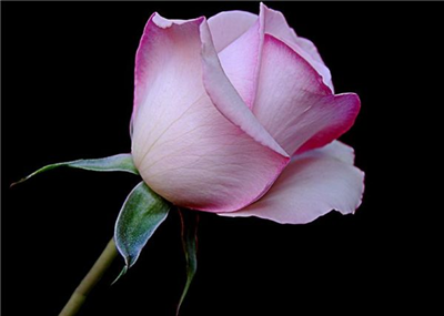 Pembe Gül