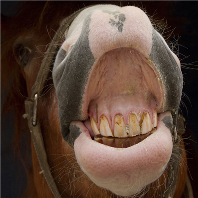 Laughing Horse