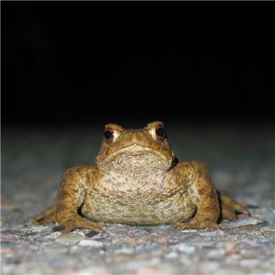 A Toad