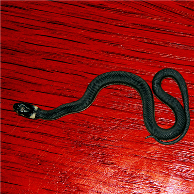 Snakebite