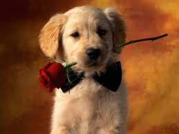 Puppeh