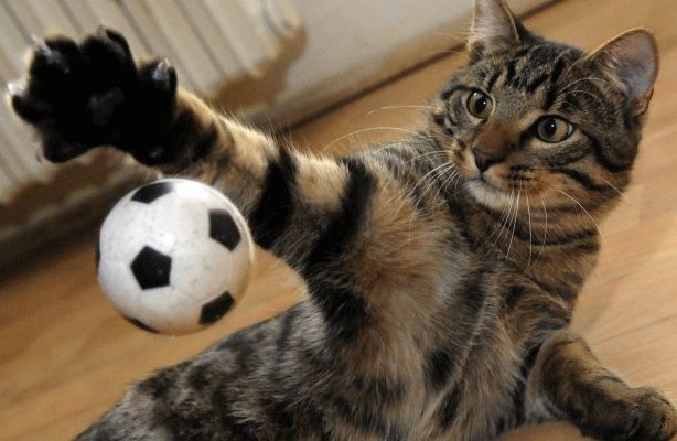 Futbolcu kedi